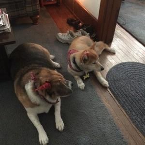 Meet your Posher, Janet